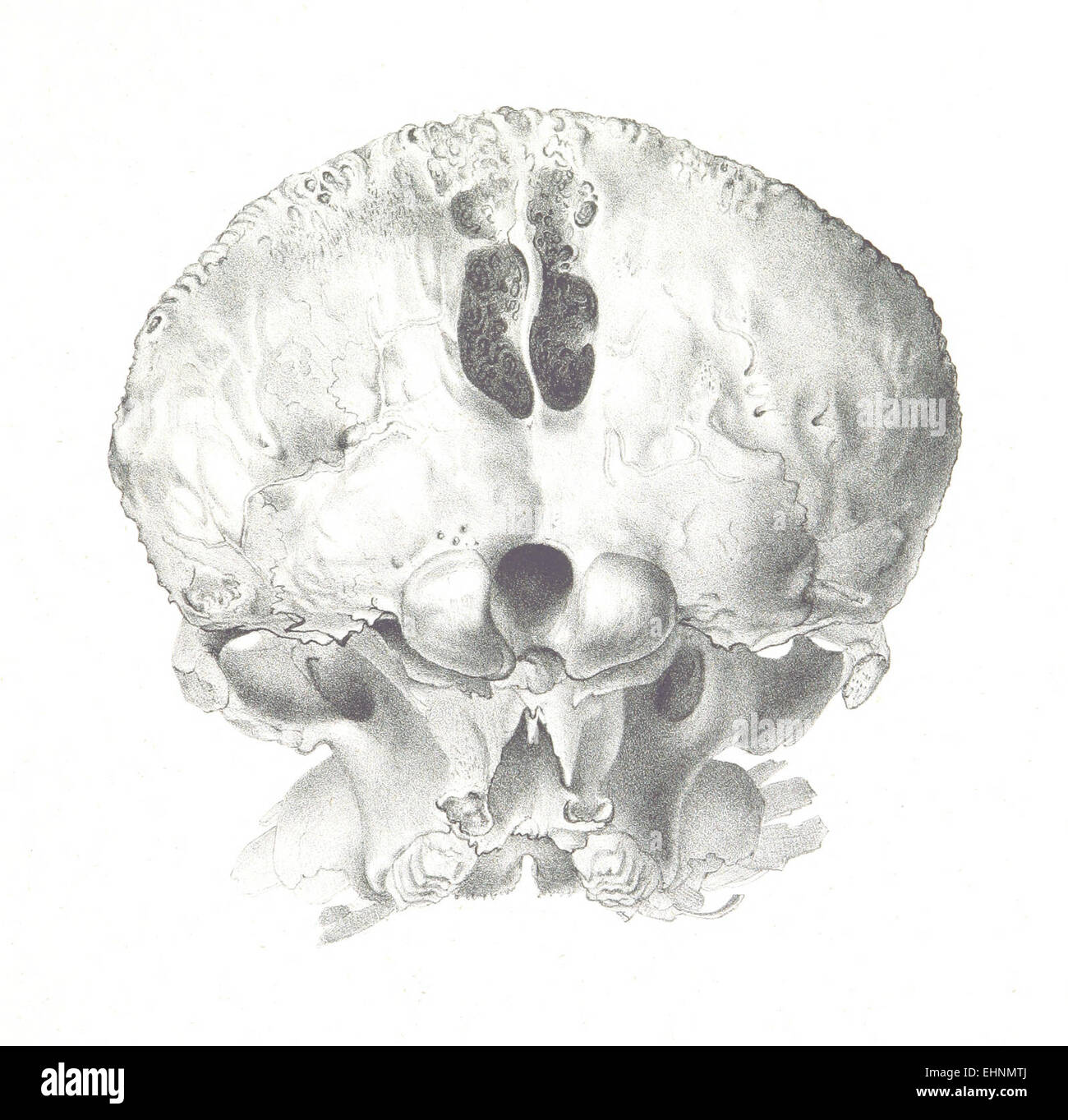 Questa illustrazione del 1855 di Warren presenta un'altra raffigurazione del Mastodon giganteus, che mostra le dimensioni dell'animale e le caratteristiche fisiche in maggior dettaglio. La placca aggiunge alla crescente conoscenza delle specie estinte e delle creature preistoriche a metà del XIX secolo. Foto Stock