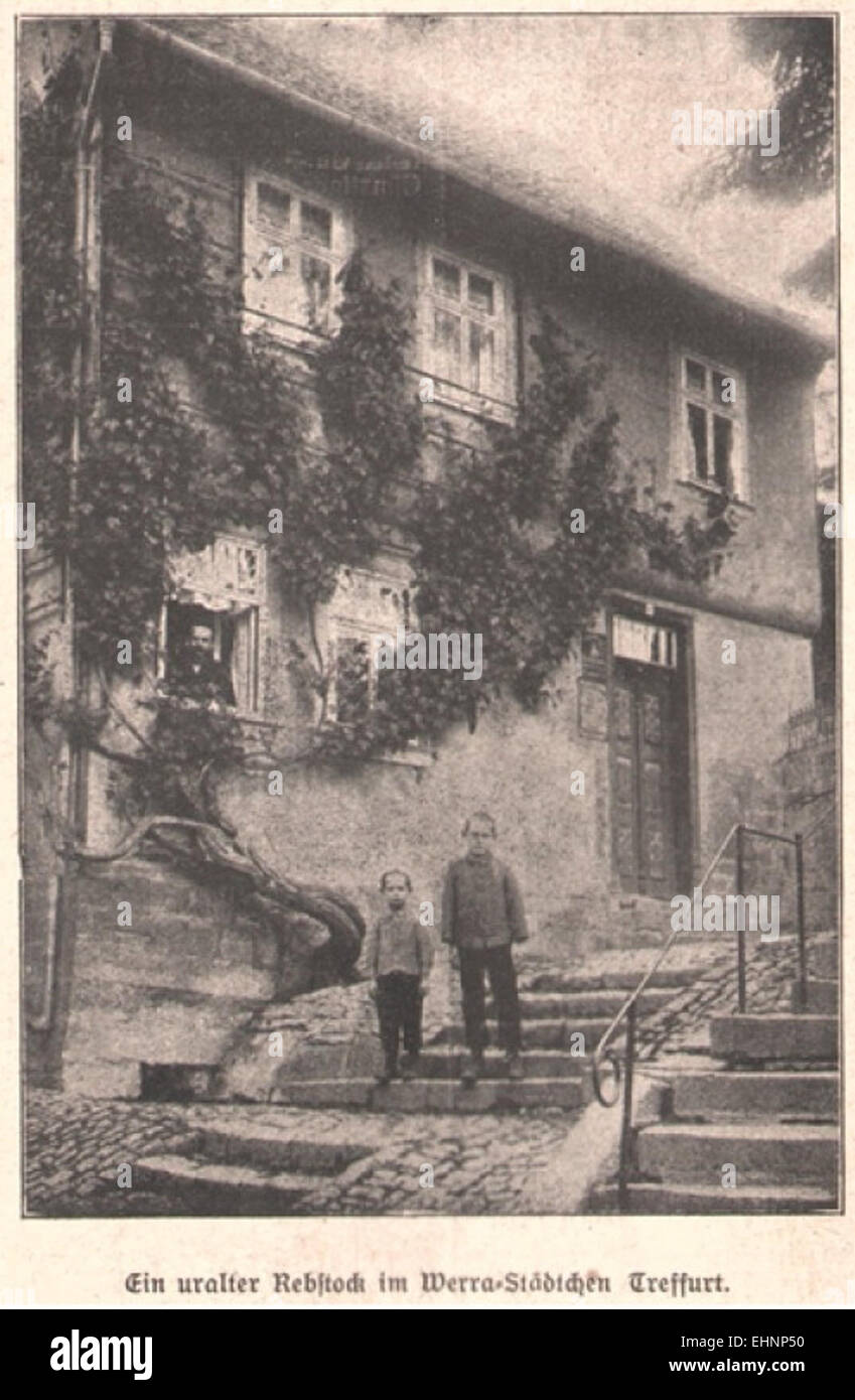 Questa immagine d'annata raffigura un antico vitigno nella città di Treffurt in Germania, mettendo in evidenza la lunga storia della viticoltura nella regione. Il disegno cattura i metodi tradizionali di coltivazione della vite e l'importanza culturale della vinificazione in Germania. Foto Stock