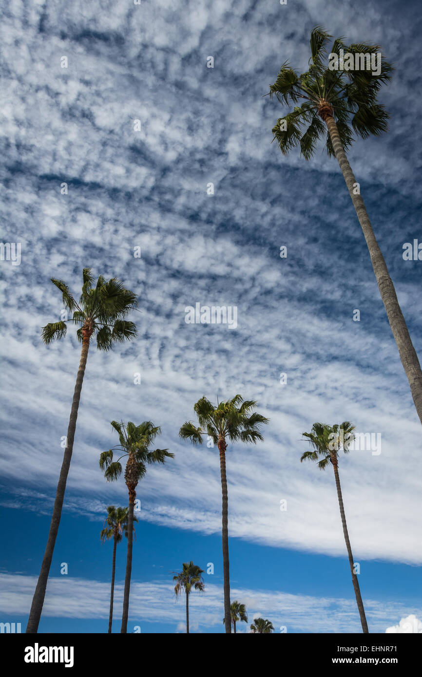 Le palme in Newport Beach, California. Foto Stock