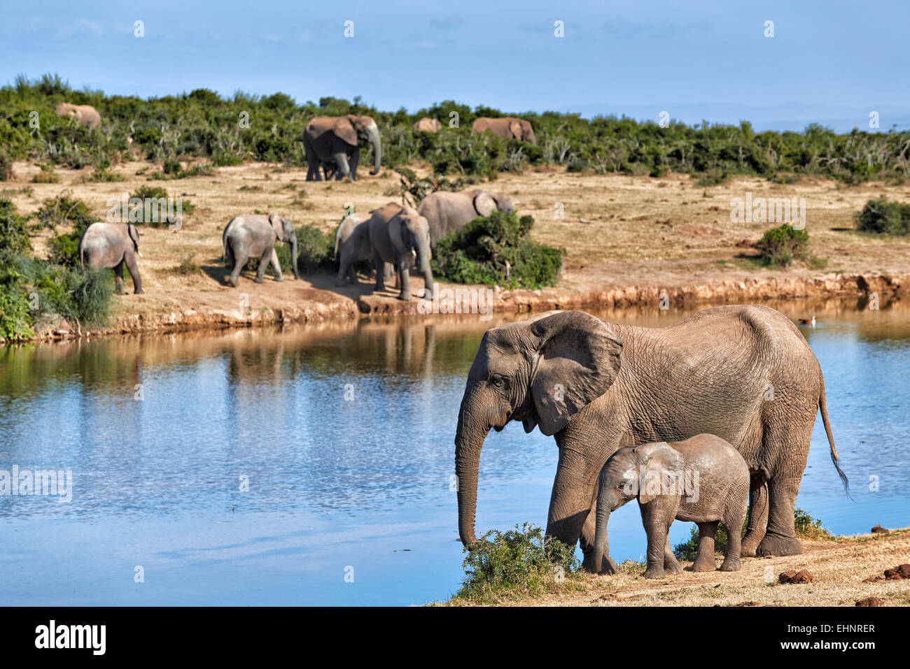 Bush africano elefanti con giovane (Loxodonta africana), Addo Elephant National Park, Capo orientale, Sud Africa Foto Stock