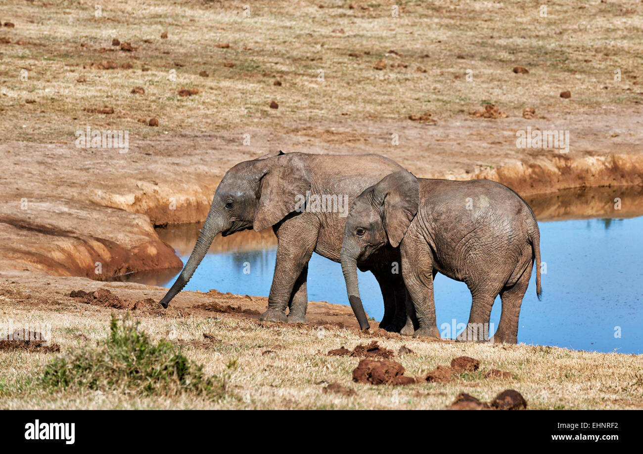 Due giovani bush africano Elefante africano (Loxodonta africana), Addo Elephant National Park, Capo orientale, Sud Africa Foto Stock