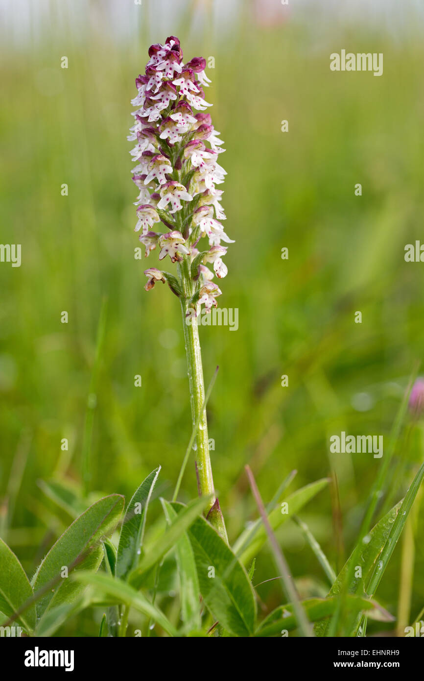 orchidea di nano Foto Stock