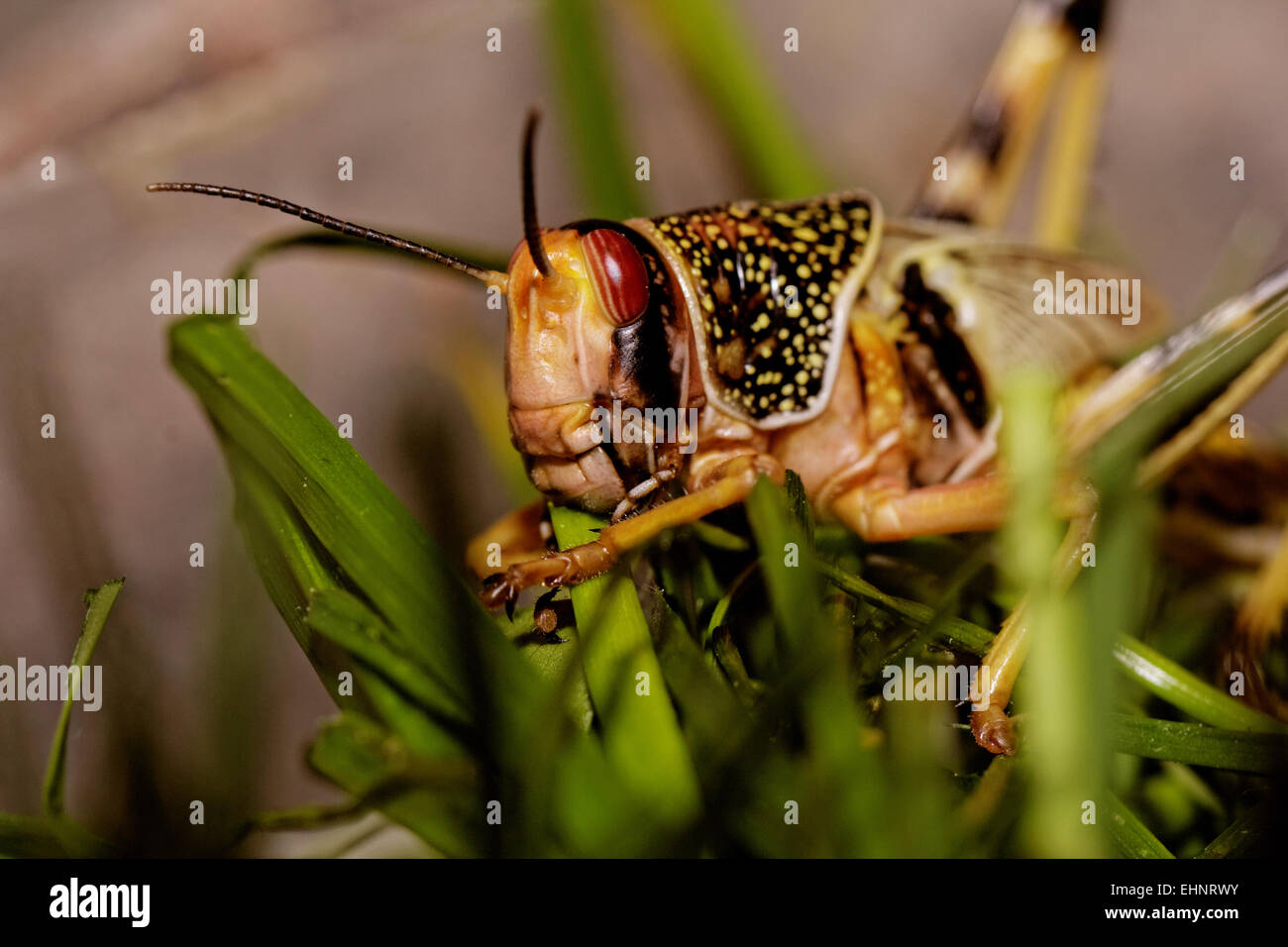 Una locusta mangiare l'erba nella natura Foto Stock