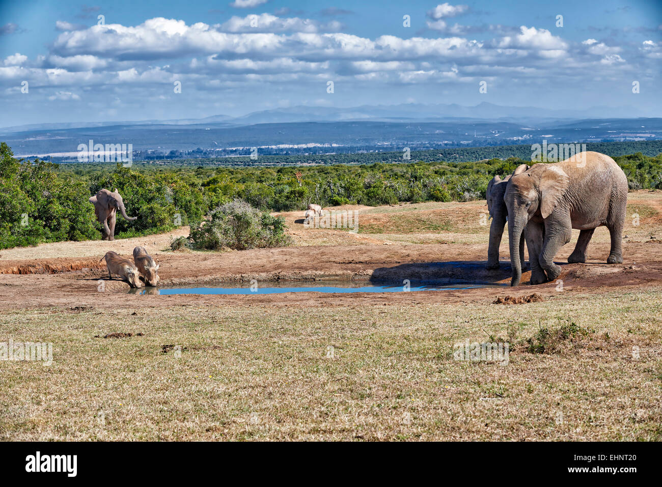 Bush africano Elefante africano (Loxodonta africana) e facoceri (Phacochoerus africanus), Addo Elephant National Park, Sud Africa Foto Stock