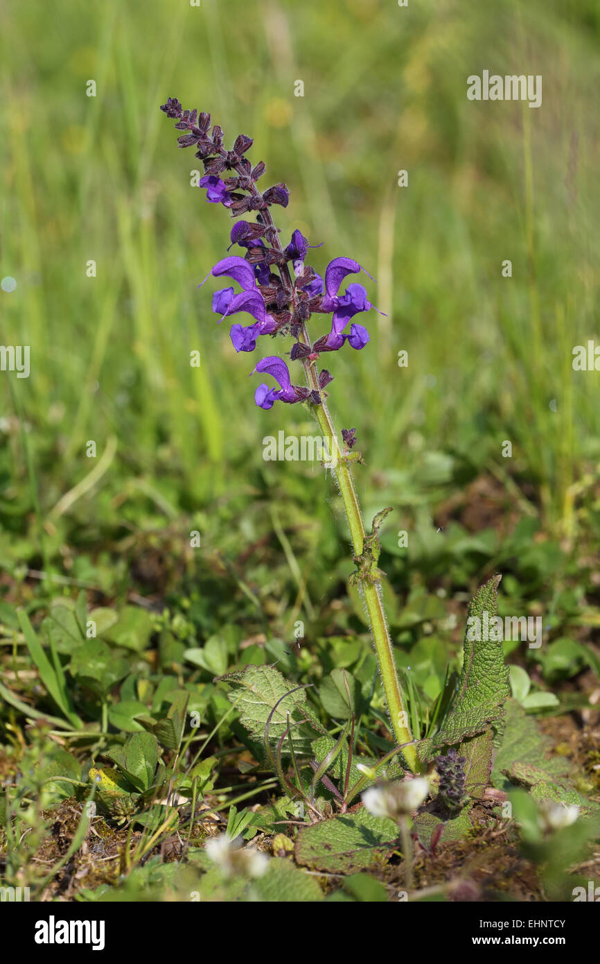 Salvia pratensis meadow sage Foto Stock