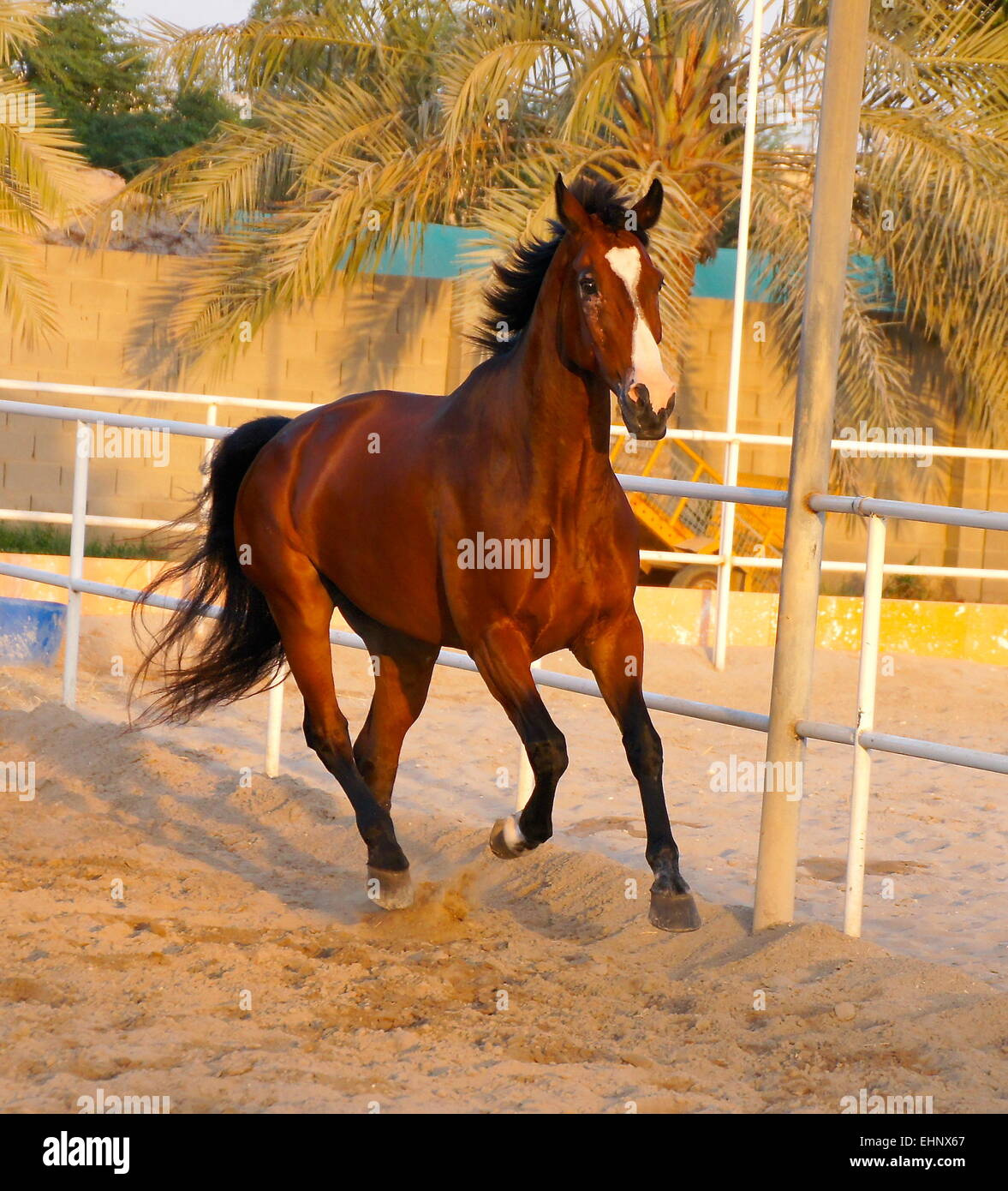 Un cavallo Warmblood cantering intorno a un menage in Bahrain al tramonto Foto Stock