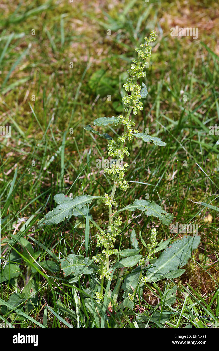 Rumex crispus, arricciata Dock Foto Stock