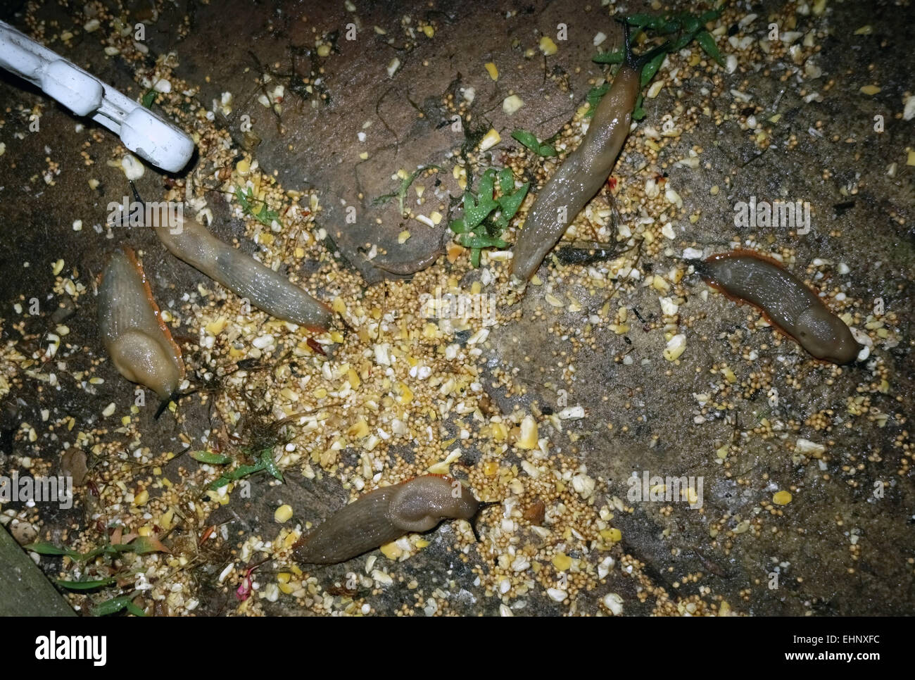 Parecchi tondi spagnolo, Arion vulgaris, alimentando il grano da un Bird Feeder di notte Foto Stock