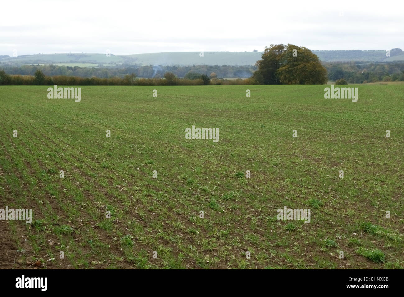 Volunteeer fave di germinare in un campo di giovani la pianticella di grano in autunno, Berkshire, Ottobre Foto Stock