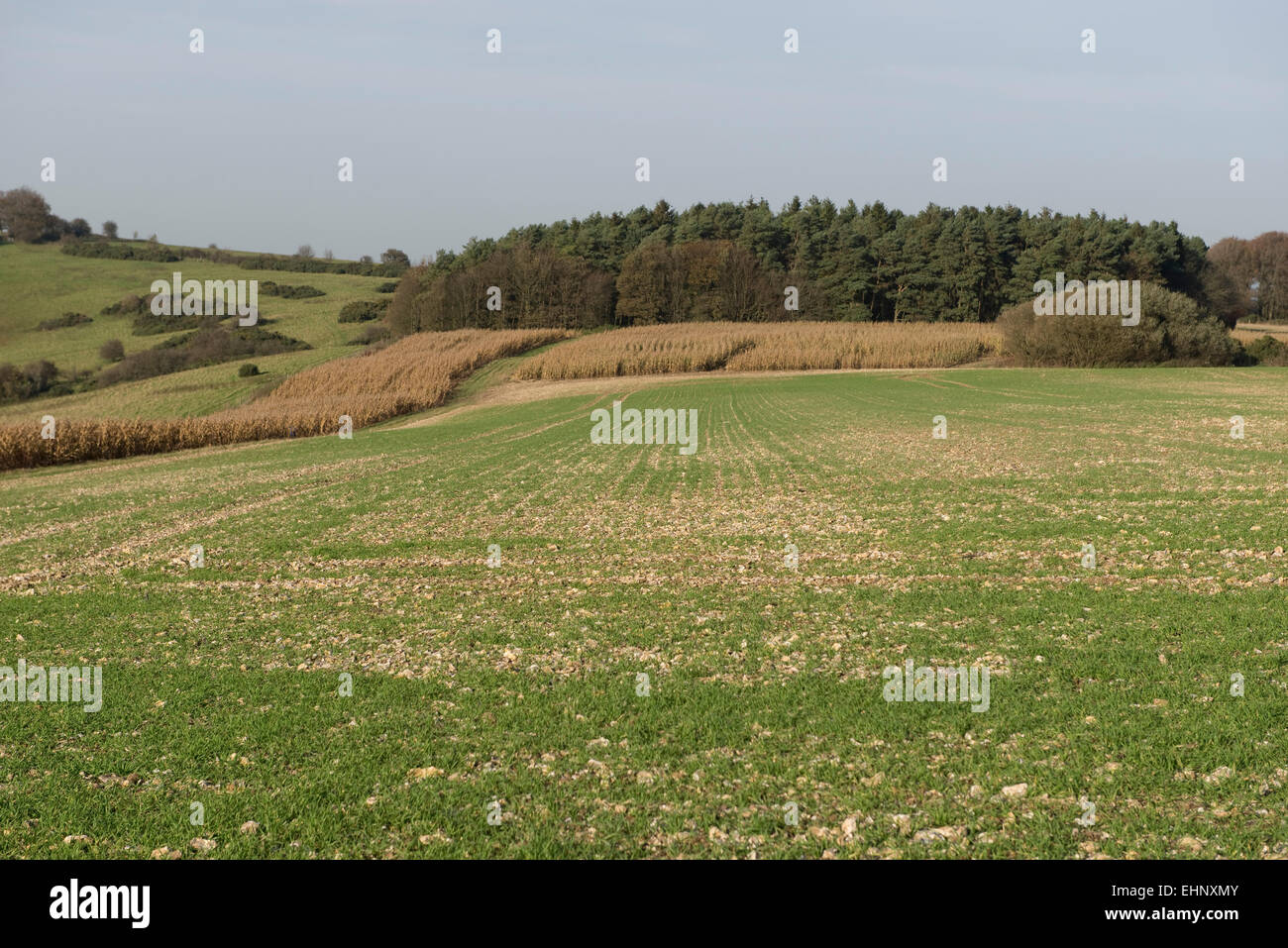 La pianticella di grano raccolto sul sassoso downland campo con mais secco raccolto per il gioco feed, Berkshire, Ottobre Foto Stock