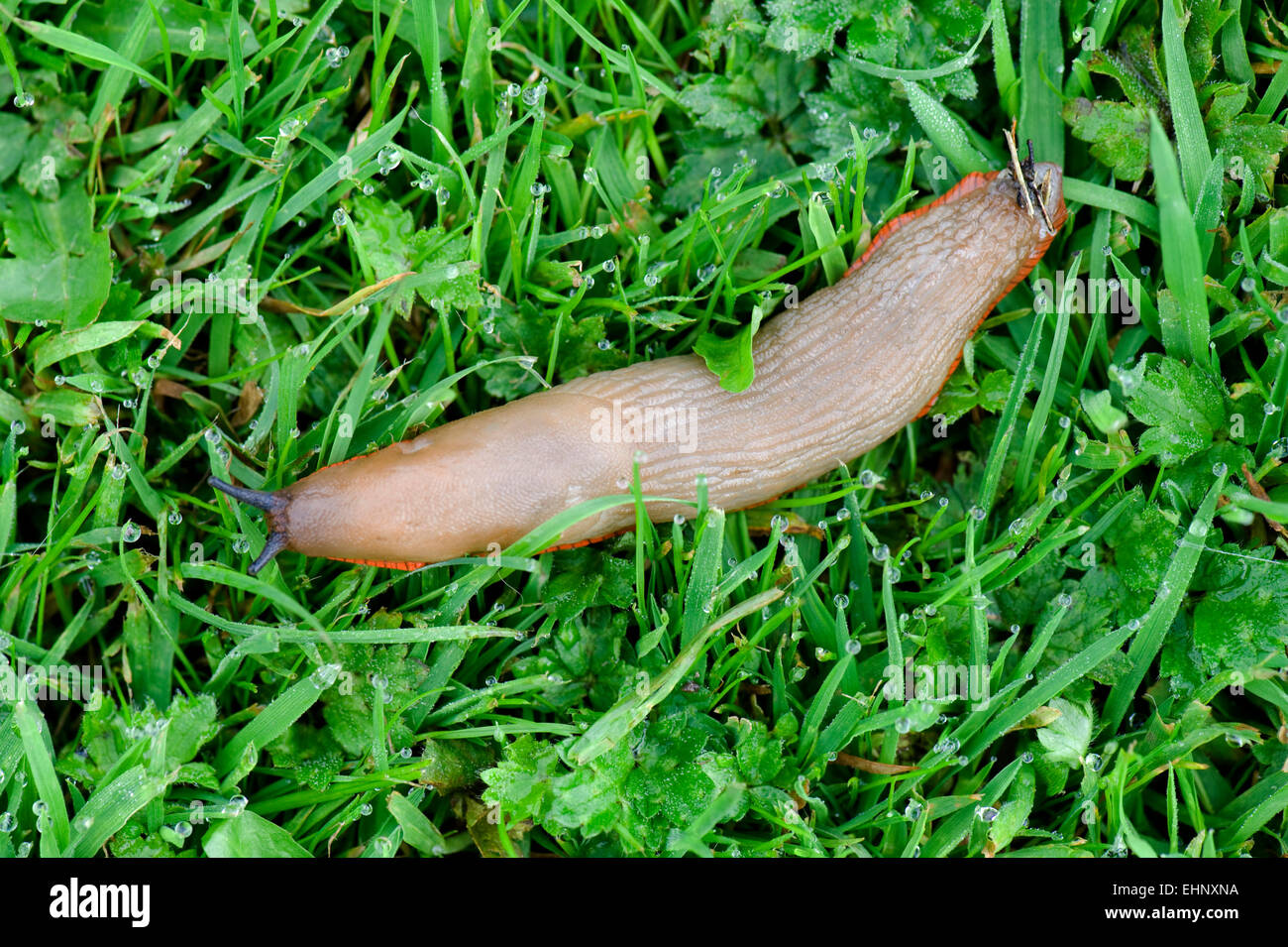 Un grande spagnolo slug, Arion vulgaris, marrone con e gonna arancione, sull'erba su un panno umido autunno mattina, Berkshire, Settembre Foto Stock