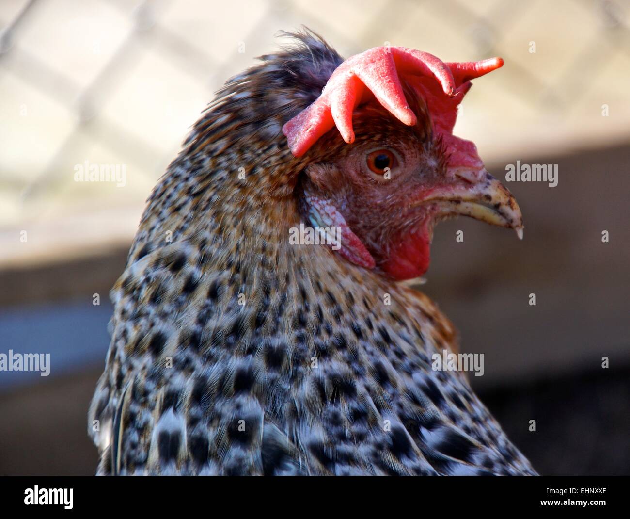 Immagine del profilo di una gallina con un pettine floppy Foto Stock