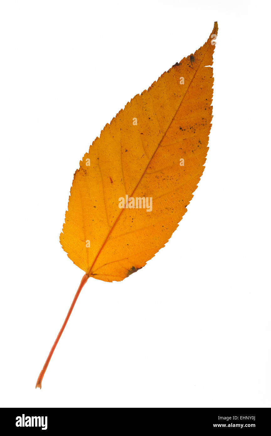 Père David Maple (Acer davidii) foglie in autunno colori, nativo di Cina contro uno sfondo bianco Foto Stock