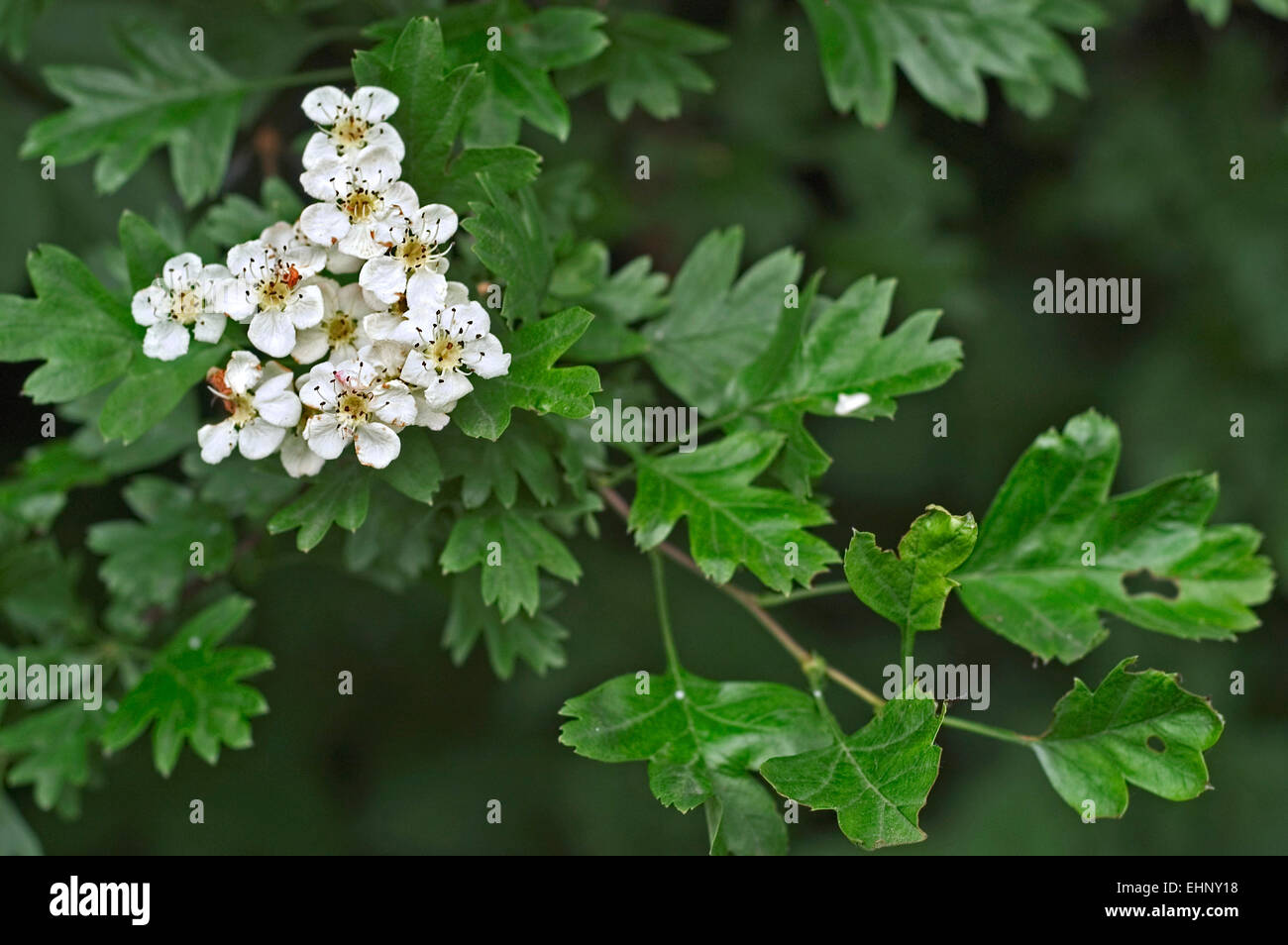 Biancospino / single-seeded biancospino (Crataegus monogyna) close up di foglie  e fiori di colore bianco Foto stock - Alamy