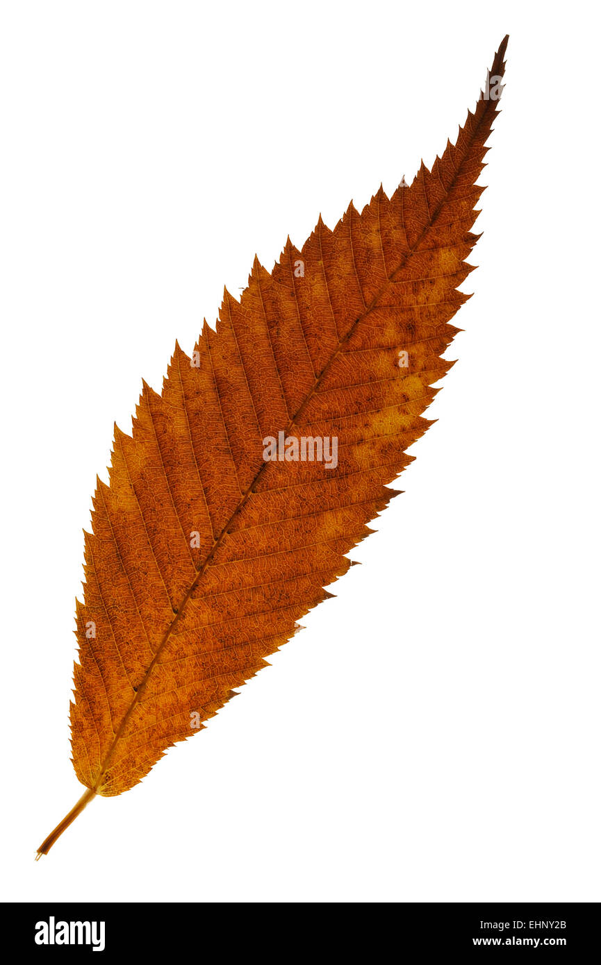 Carpino (acero Acer carpinifolium) foglie in autunno colori nativo Giappone contro uno sfondo bianco Foto Stock