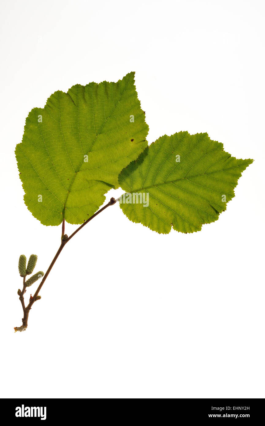 Comune di nocciolo (Corylus avellana) ramoscello con foglie e ramoscelli maschio contro uno sfondo bianco Foto Stock