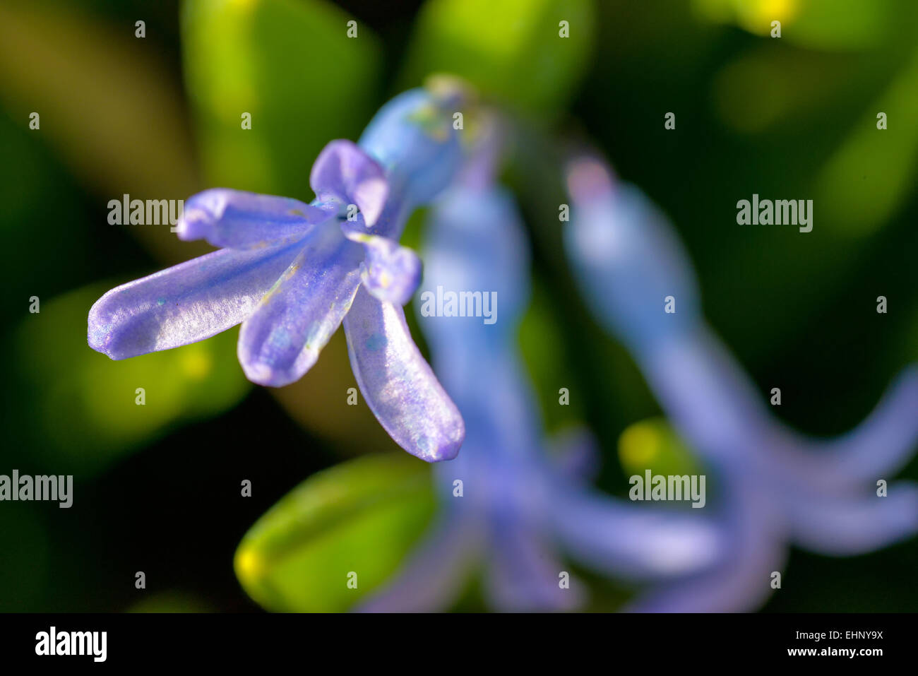 Giacinto viola in una calda giornata di primavera Foto Stock