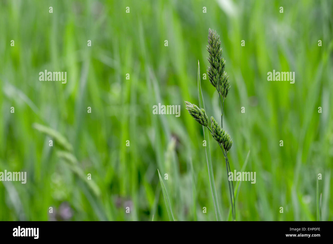 Verde di fiori selvatici in sfondo sfocato Foto Stock