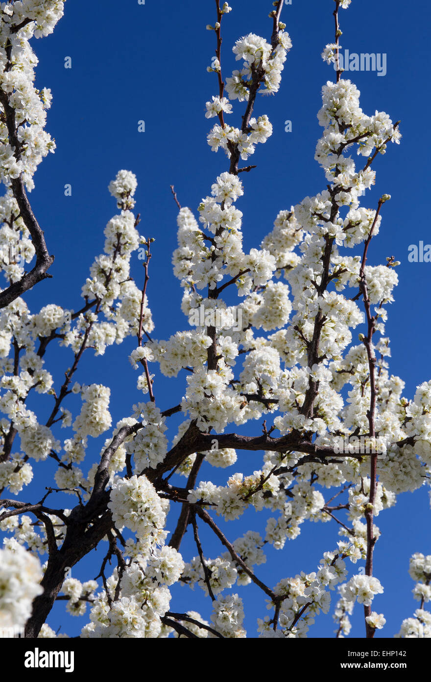 Mandorlo, mandorli in fiore, Prunus dulcis, Ovidio Cantina Pritchard Hill, Napa Valley, California Foto Stock