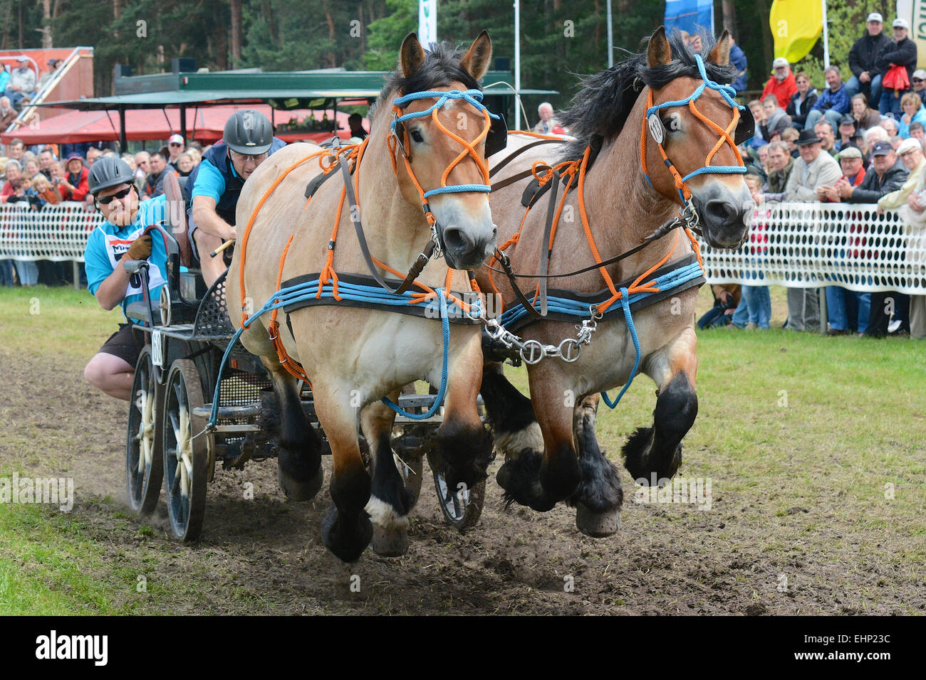 Gli europei più grande progetto horse show Foto Stock