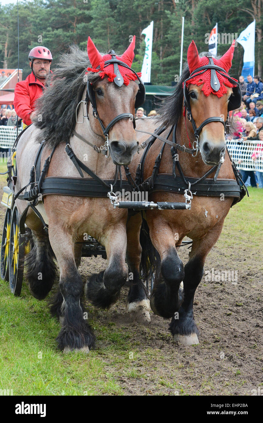 Gli europei più grande progetto horse show Foto Stock