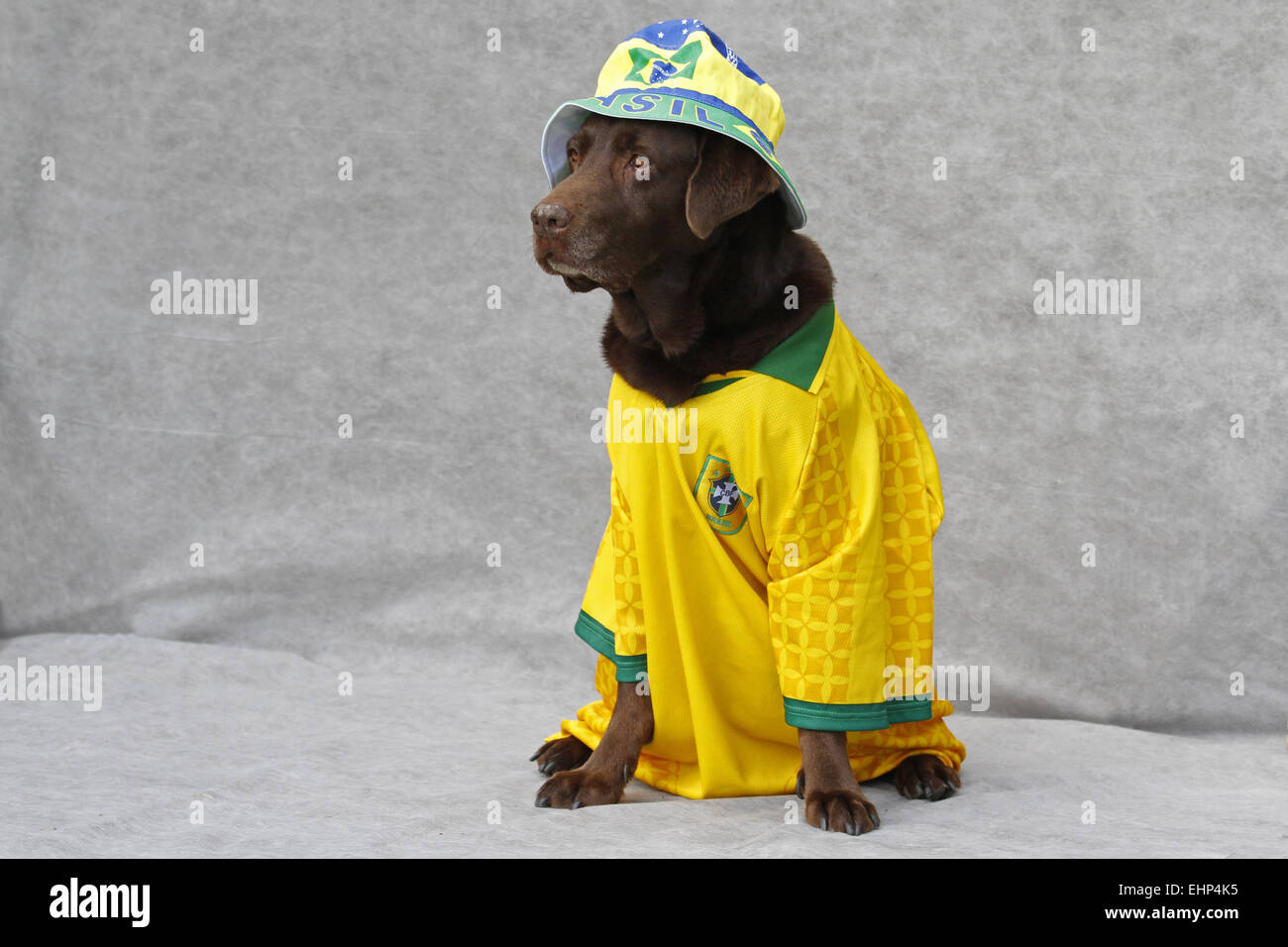 Cane con Football Shirt Foto Stock