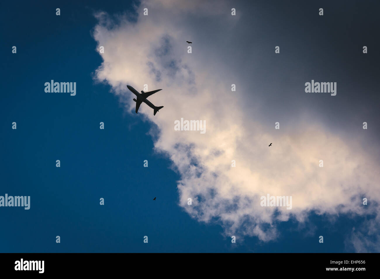 Aeroplano e gli uccelli del cielo a Miami in Florida. Foto Stock