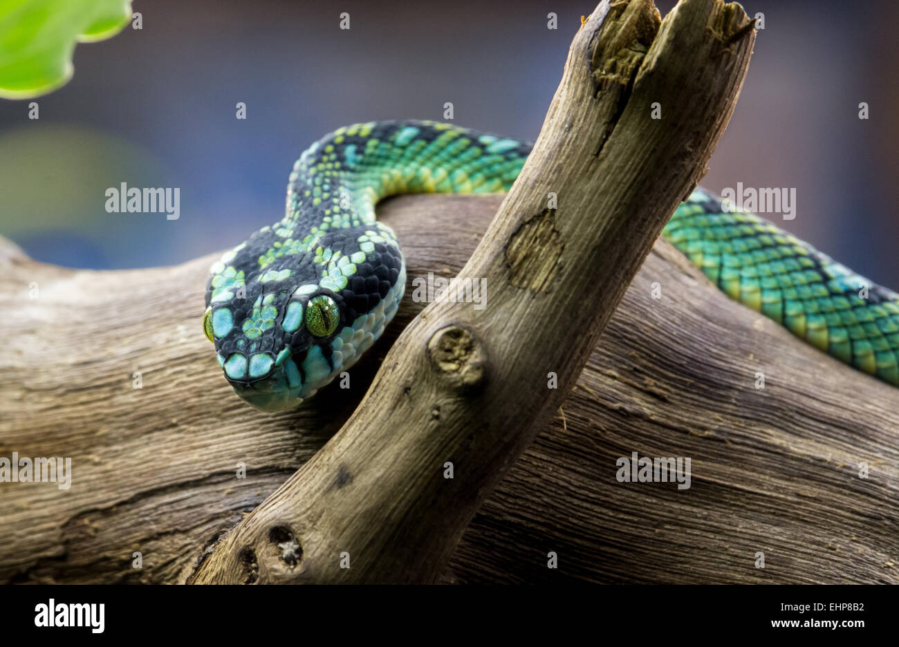 Sri Lanka Rattlesnakes Foto Stock