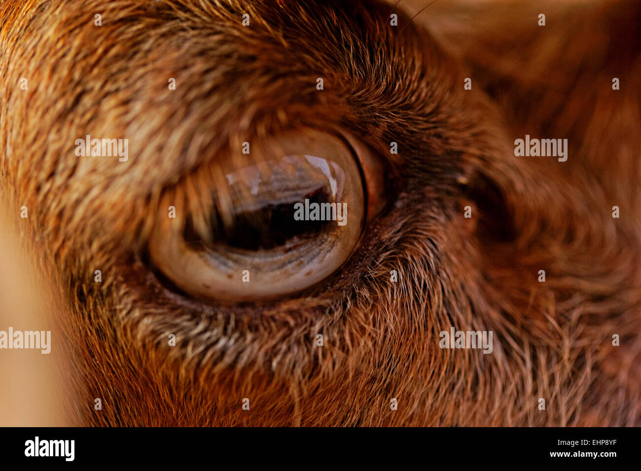 Close up picture circa il giallo capre eye Foto Stock