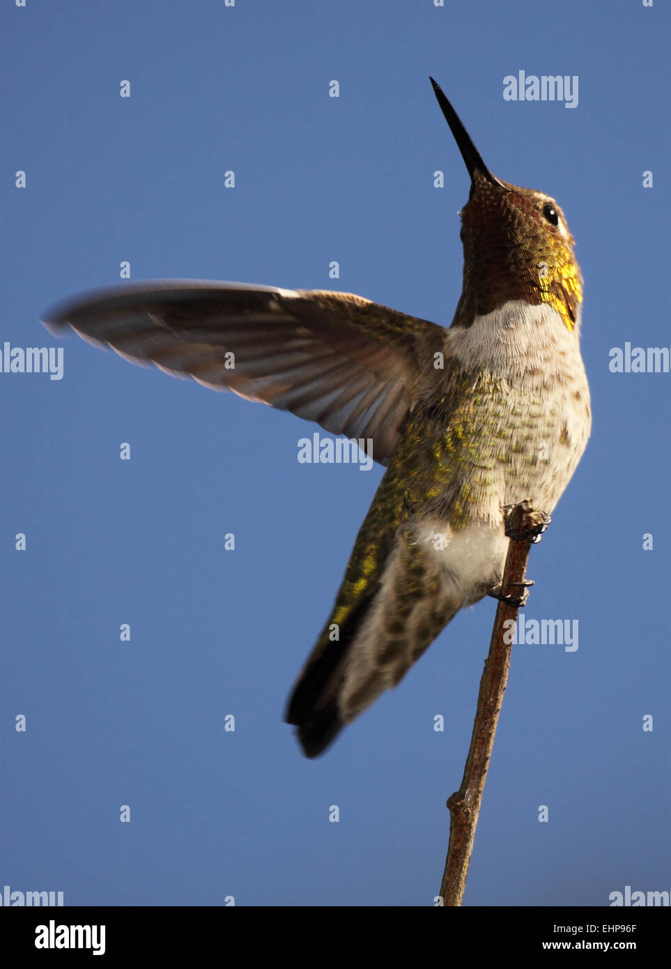 Un maschio di Anna Hummingbird buttare fuori un'ala. Foto Stock