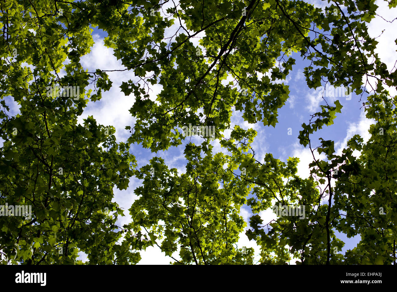 Alberi in primavera, cielo blu sullo sfondo Foto Stock