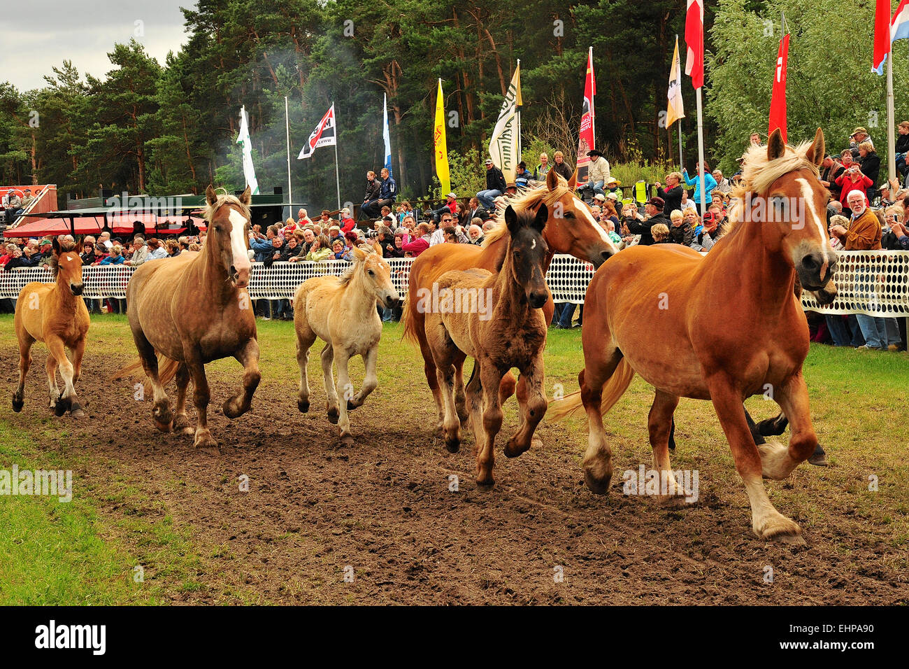 A sangue freddo i cavalli in Germania Foto Stock