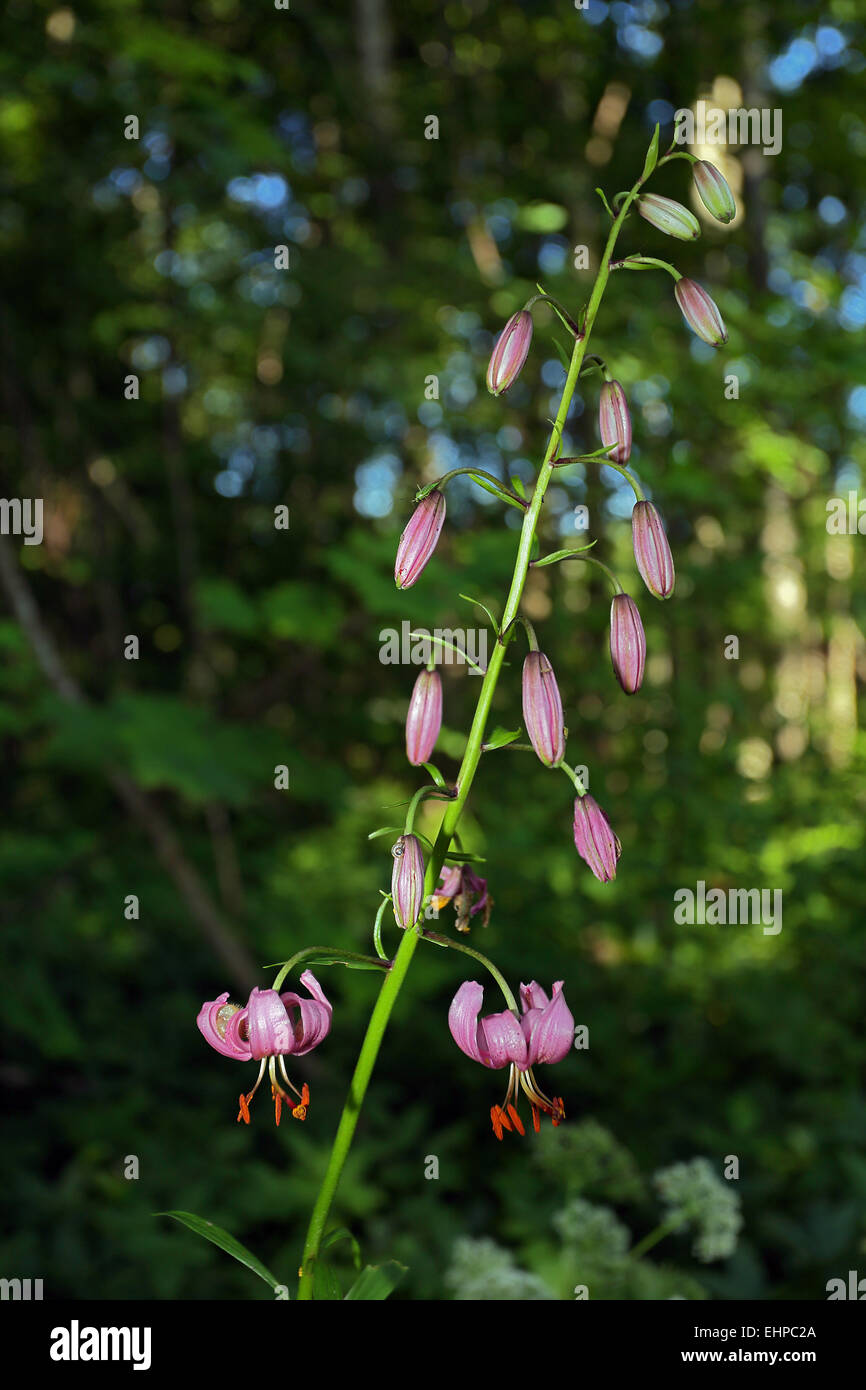 Il Lilium martagon, Turk cappuccio del giglio Foto Stock