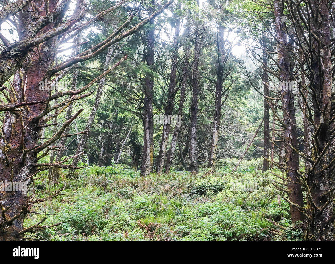 Glade della foresta Foto Stock