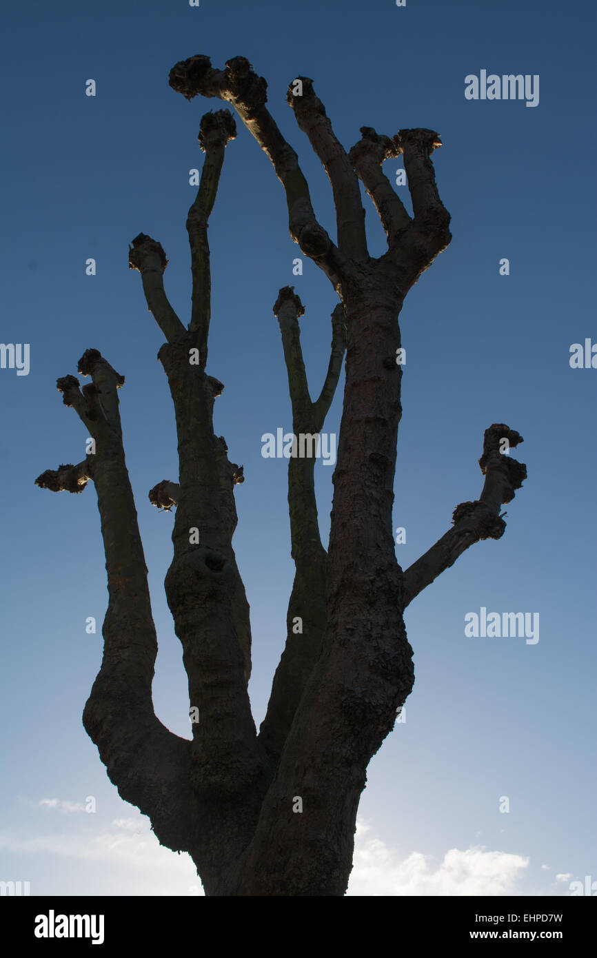 Pollarded albero nella periferia di Londra Foto Stock