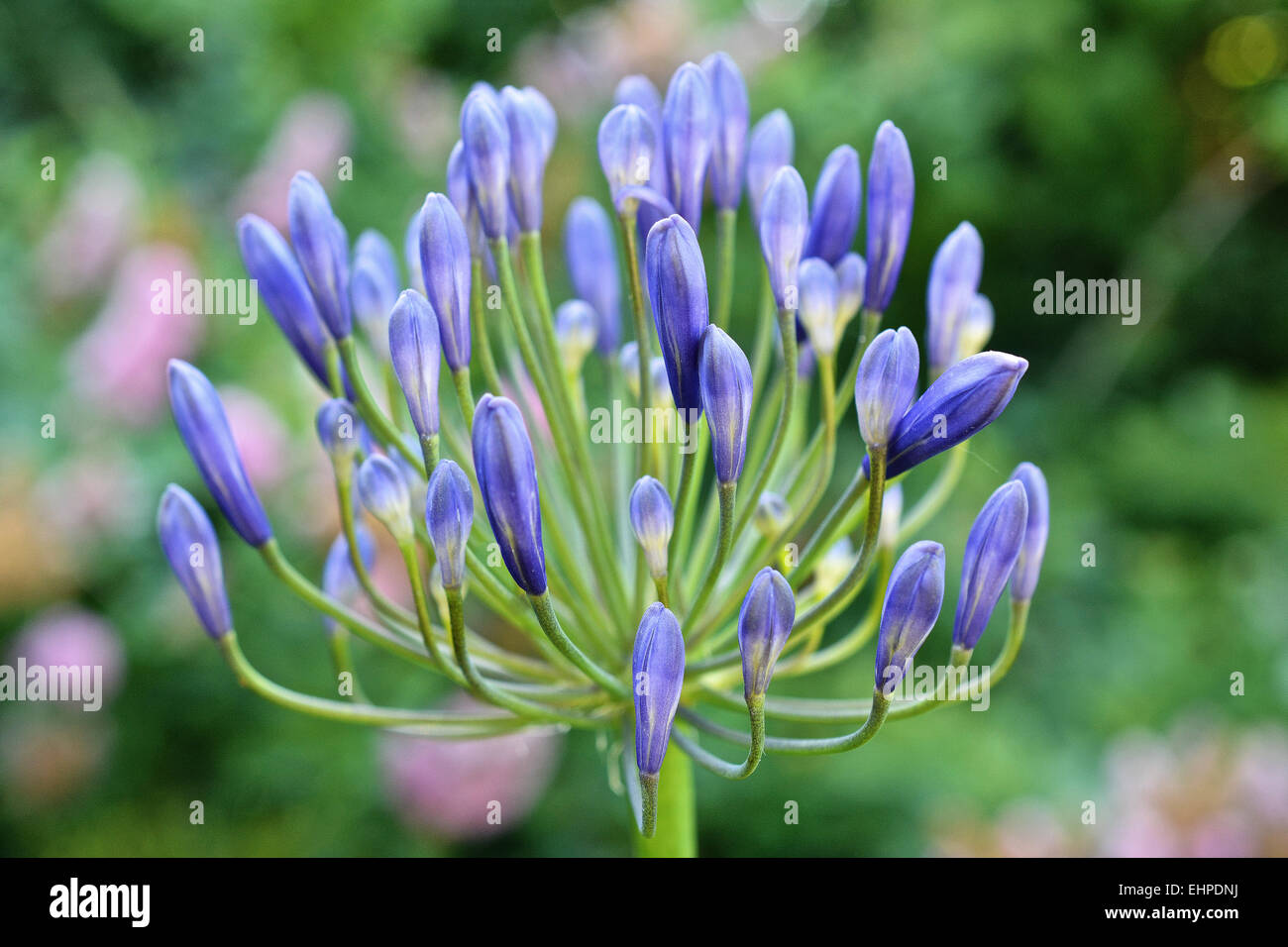 Agapanthus flower Foto Stock