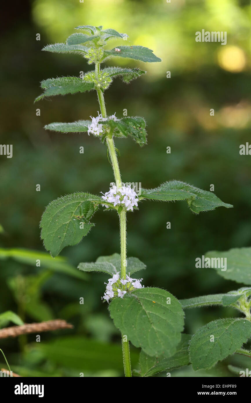 Mentha arvense menta di campo Foto Stock
