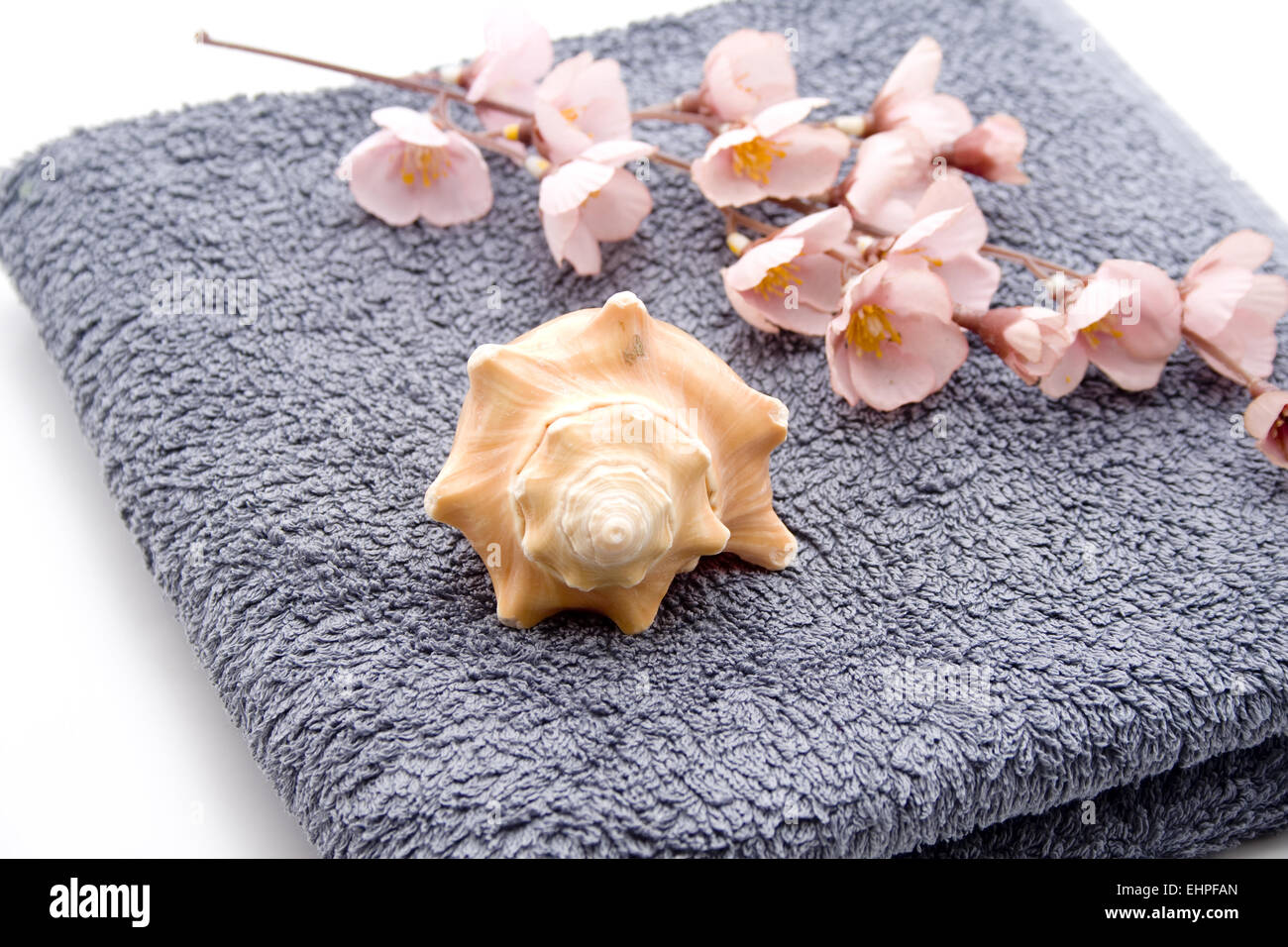 Cozza di mare con fiore di asciugamano Foto Stock