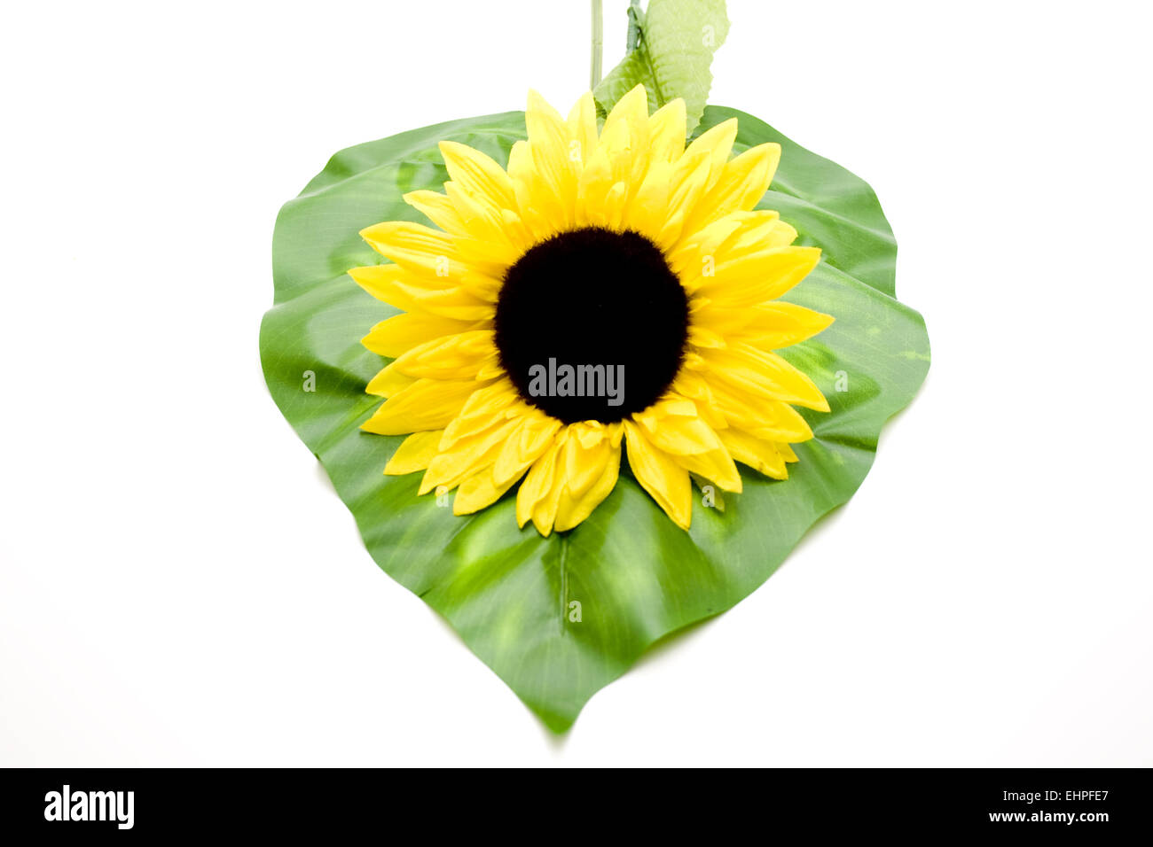 Girasole sul verde foglia Foto Stock