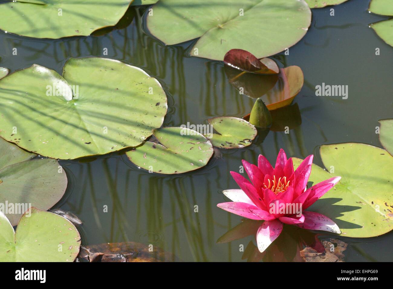 Nymphaea Foto Stock