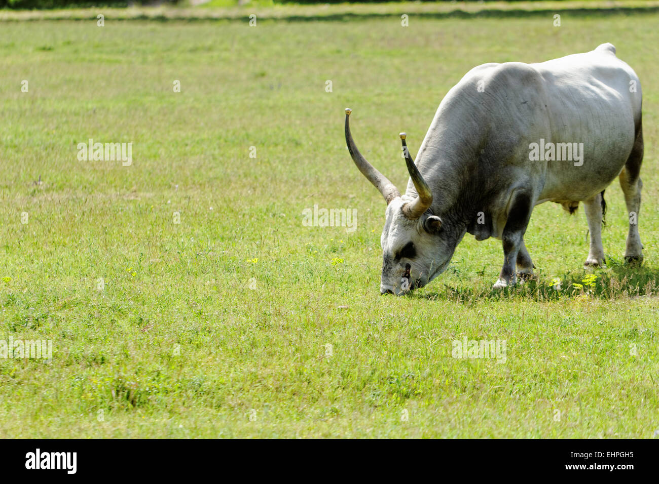 Ungherese di ruminanti bovini grigio bull sull'erba Foto Stock