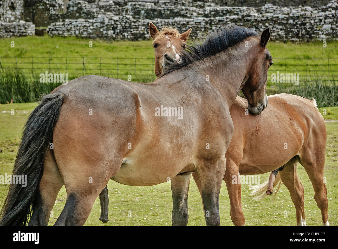 Due simpatici cavalli Glamorgan REGNO UNITO Foto Stock