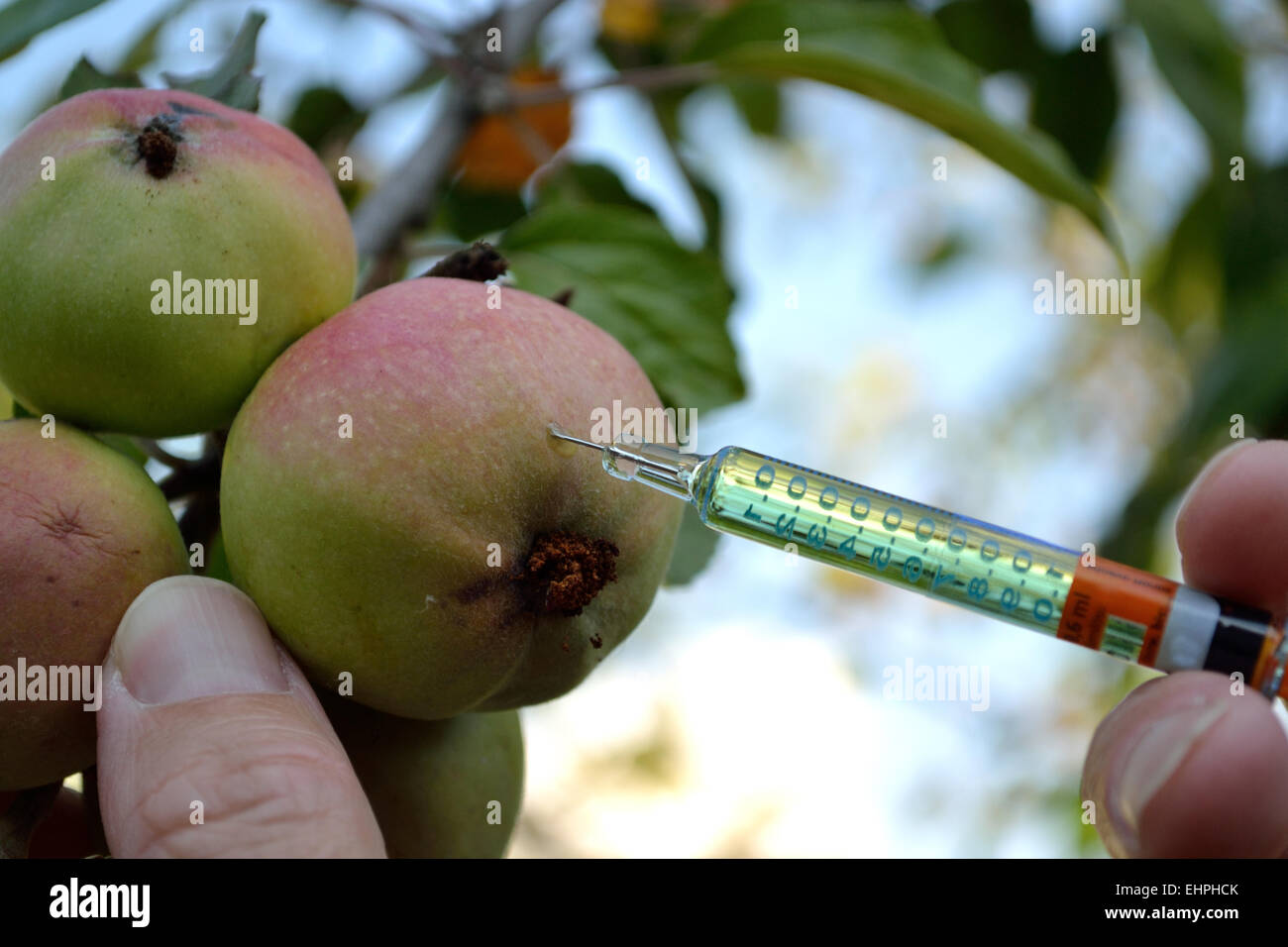 La manipolazione genetica di vecchie varietà di mele Foto Stock