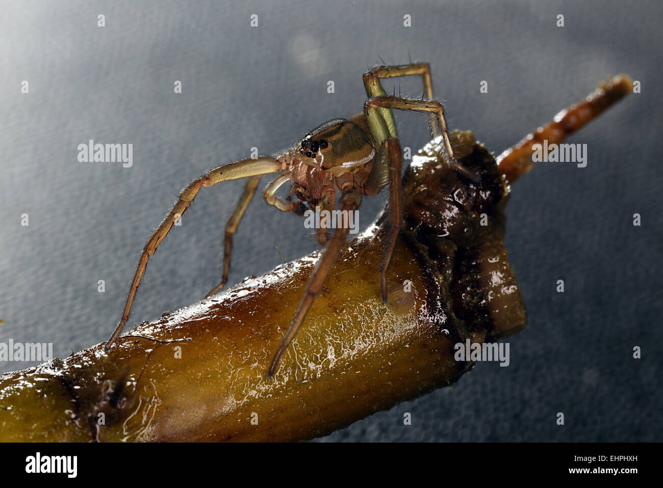 Pirata piraticus, Wolf Spider Foto Stock