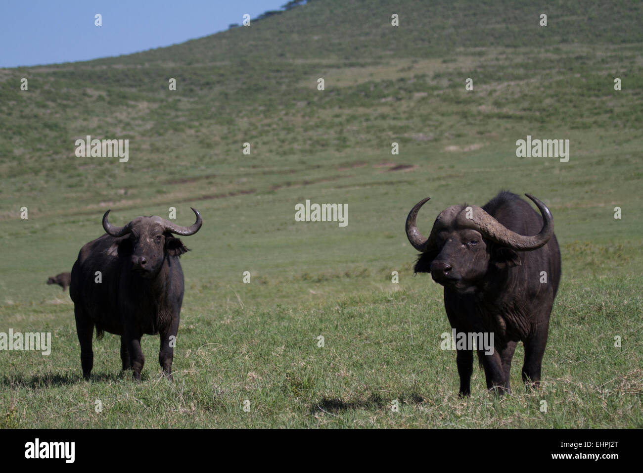 Bufali (Syncerus caffer), maschi e una femmina nel cratere Ngorogoro. Foto Stock