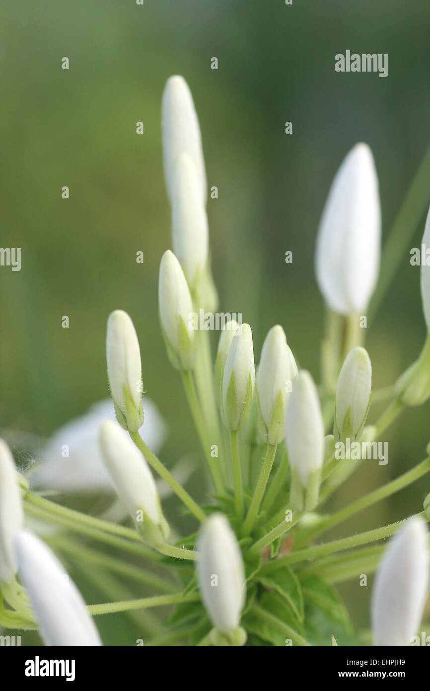 Cleome spinosa Foto Stock