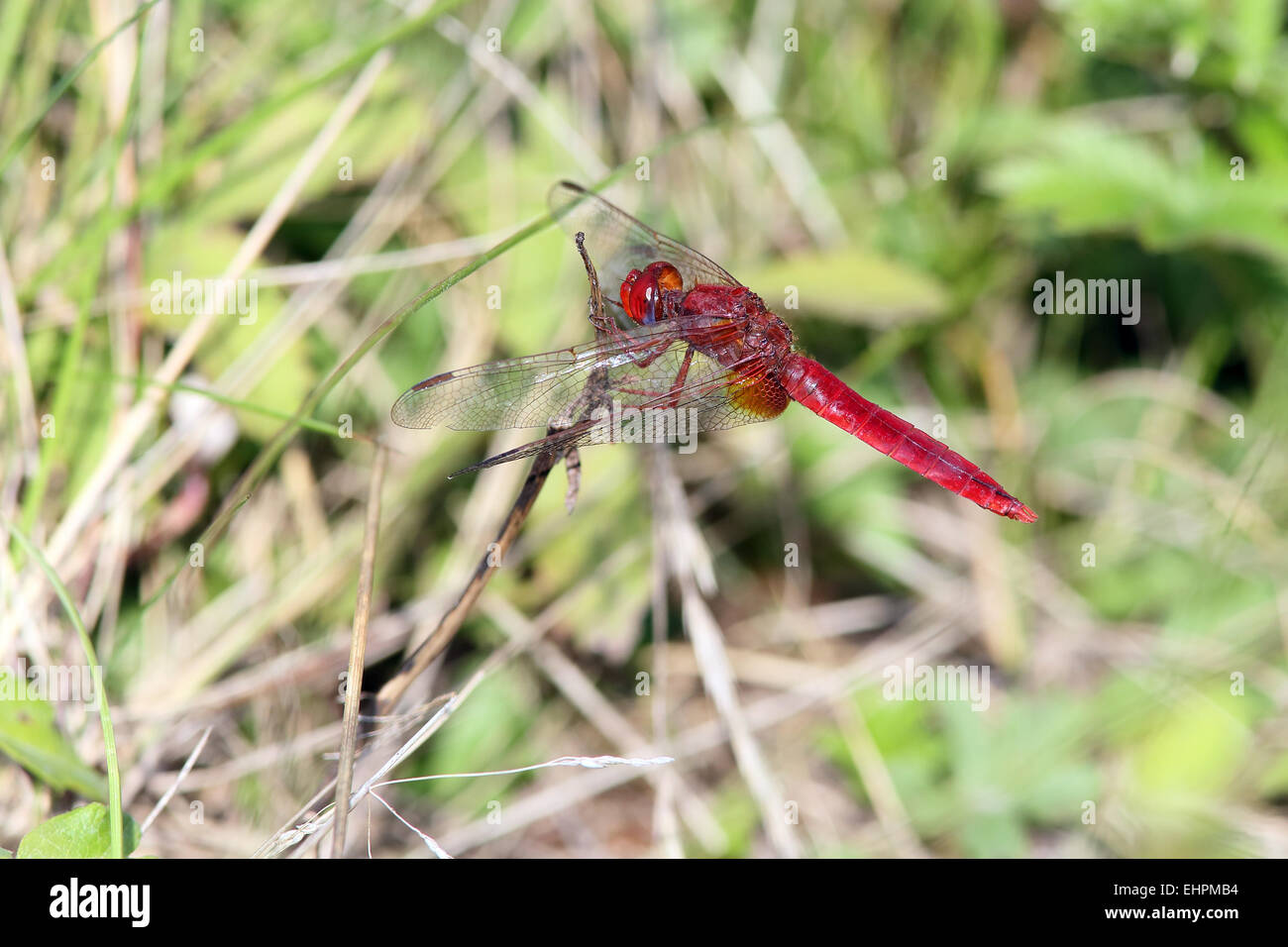 Sympetrum fonscolombii, rosso-venato Darter Foto Stock