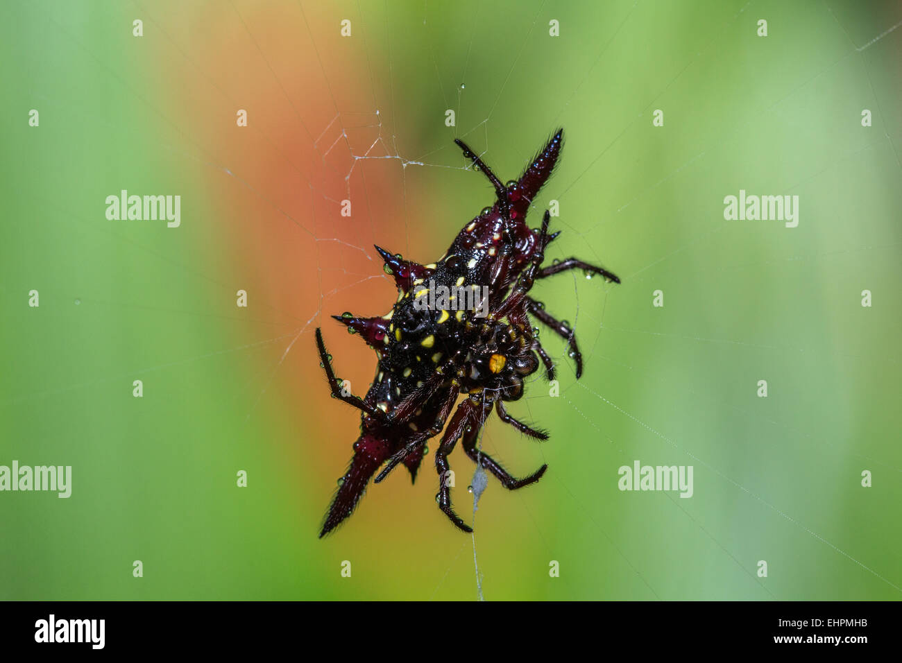 Gioiello Spider Foto Stock