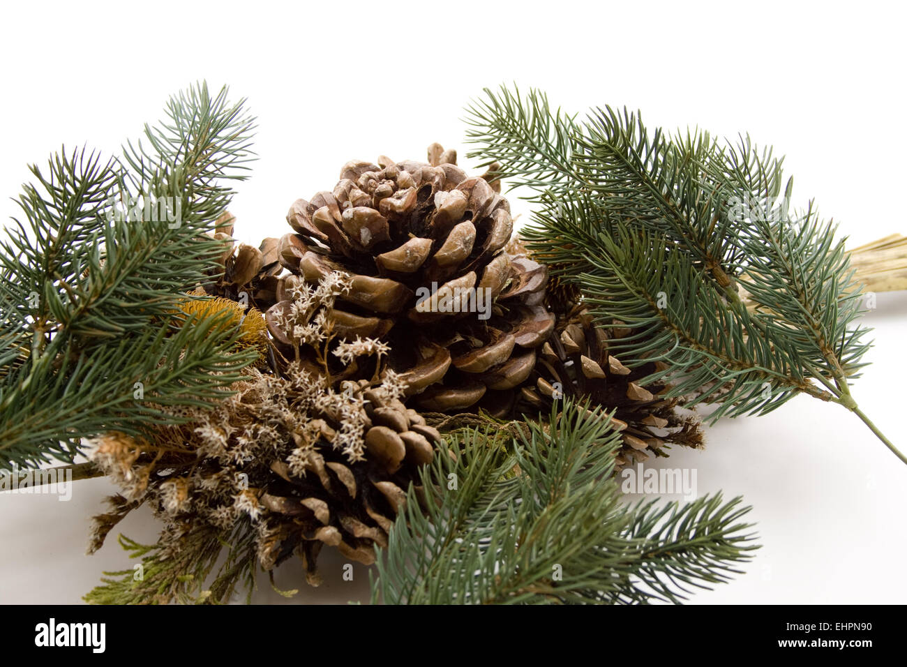 Tappi di pino con ramo di abete Foto Stock