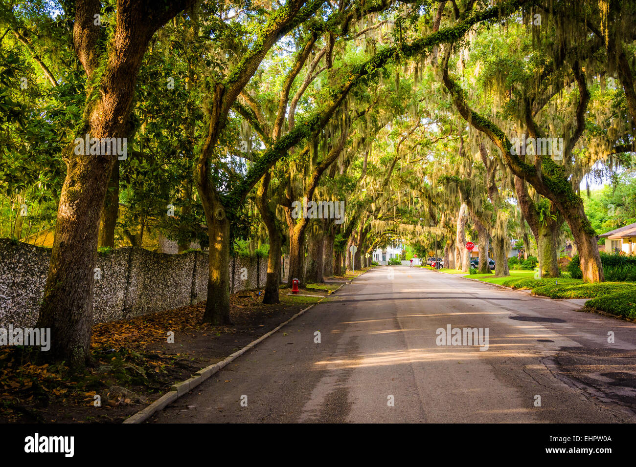 Alberi di quercia lungo Magnolia Avenue a St. Augustine, Florida. Foto Stock